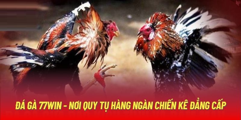 Đà gà 77Win hiện đang là chuyên mục giải trí rất phổ biến